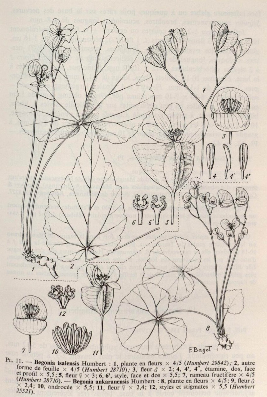 B. isalensis